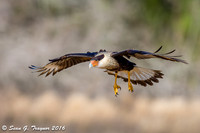 Crested Caracara
