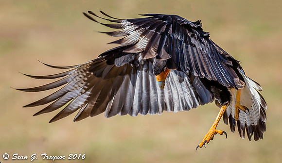 Crested Caracara