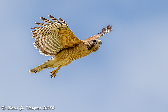 Red-shouldered Hawk