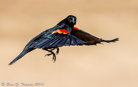 Red-winged Blackbird in Flight