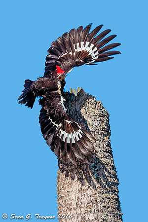 Pileated Woodpecker Take-off