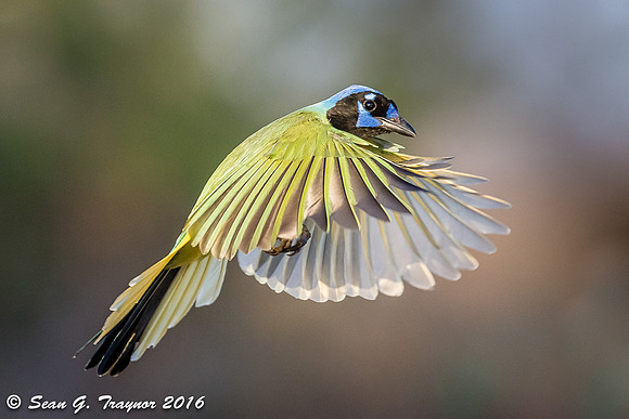 Green Jay