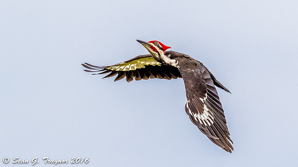 Pileated Woodpecker