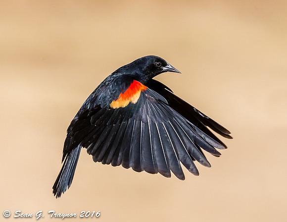 Red-winged Blackbird in Flight