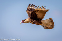 Crested Caracara