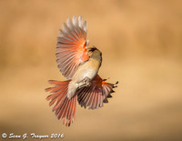 Cardinals in Flight