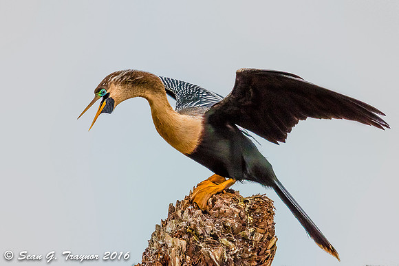 Anhinga Take-off
