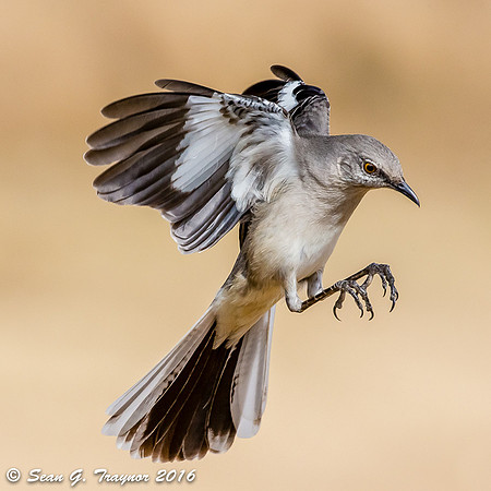 Northern Mockingbird in Flight