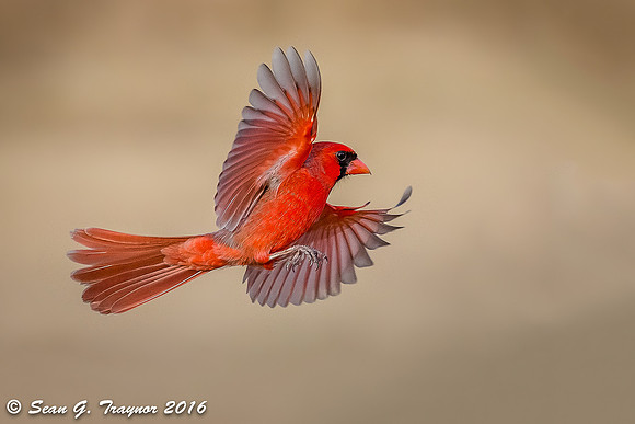 Cardinals in Flight