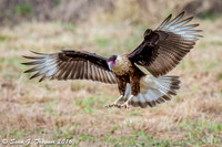 Crested Caracara