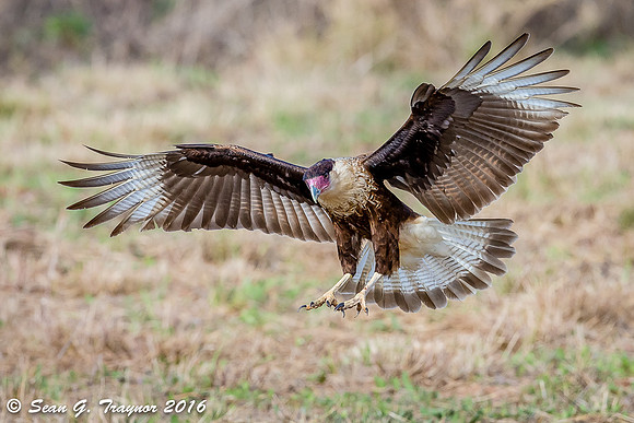 Crested Caracara