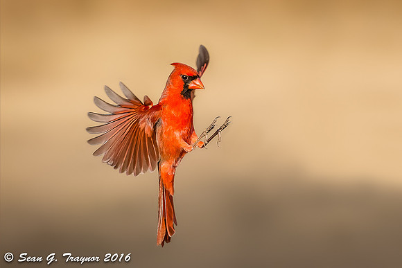 Cardinals in Flight