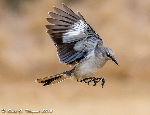 Northern Mockingbird in Flight
