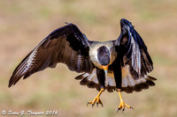Crested Caracara