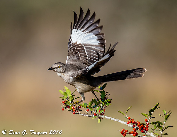 Northern Mockingbird in Flight