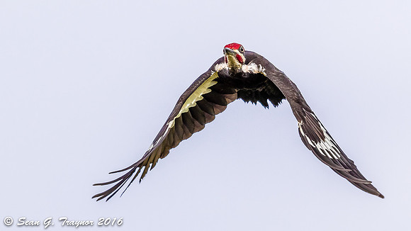 Pileated Woodpecker