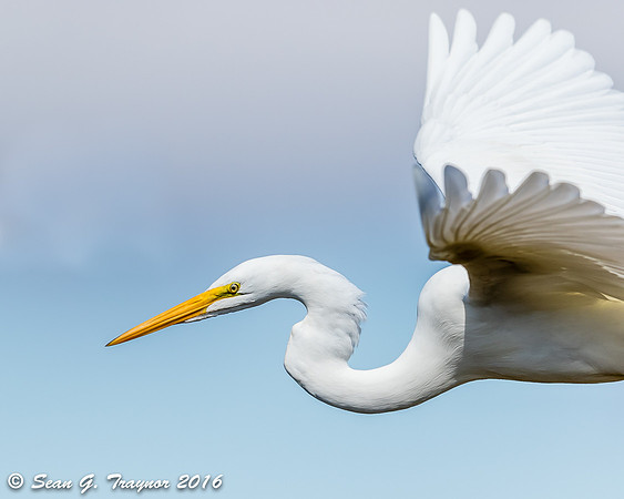 Great Egret