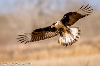 Crested Caracara