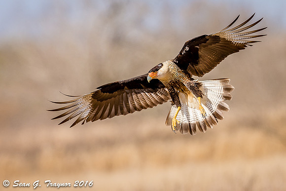 Crested Caracara