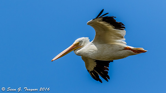 White Pelican in Flight