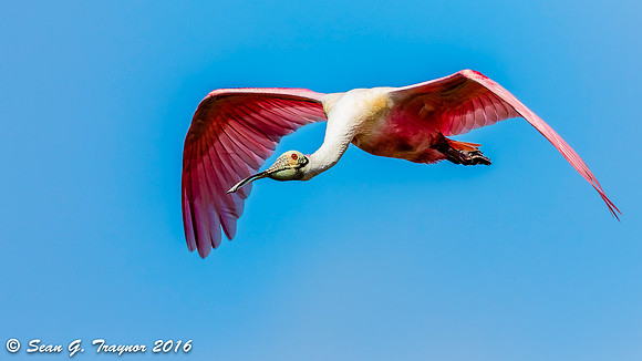 Roseate Spoonbill in Flight