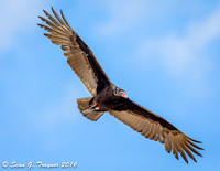 Turkey Vulture in flight