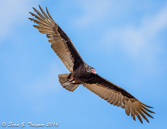 Turkey Vulture in flight
