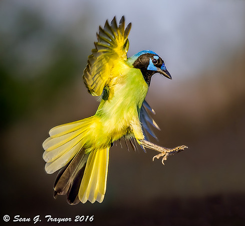 Green Jay