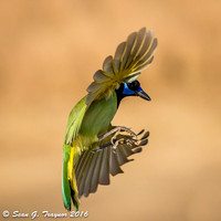 Green Jay