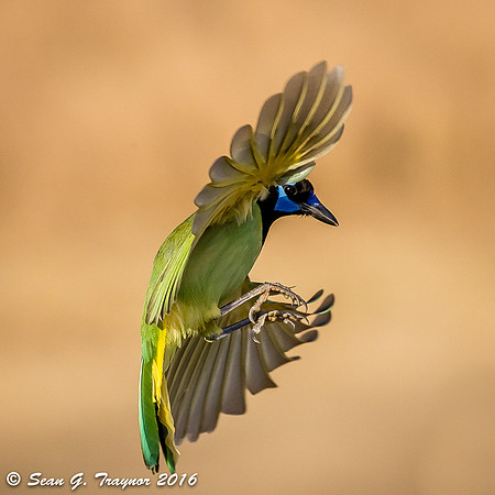 Green Jay