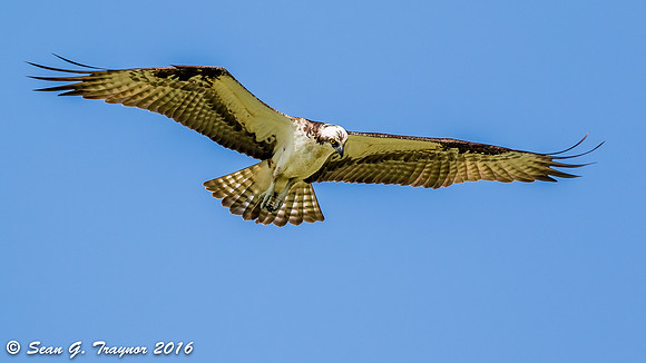 Osprey in Flight