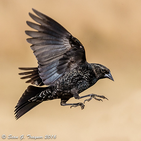 Red-winged Blackbird in Flight