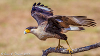 Crested Caracara