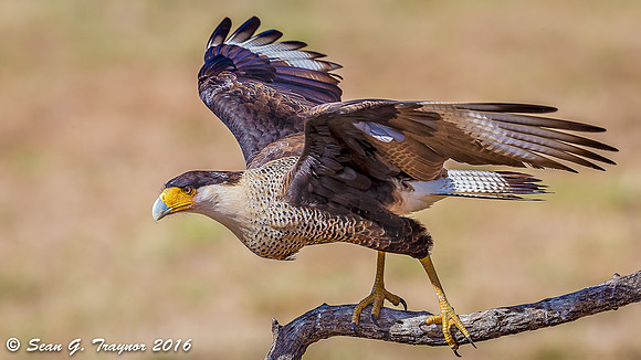 Crested Caracara
