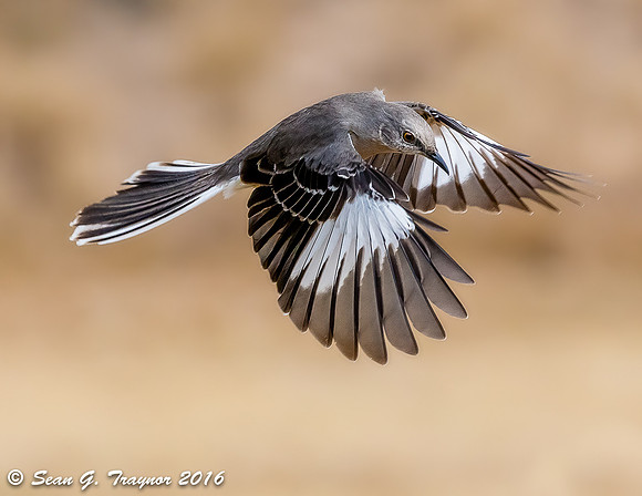 Northern Mockingbird in Flight