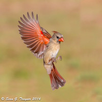 Cardinals in Flight