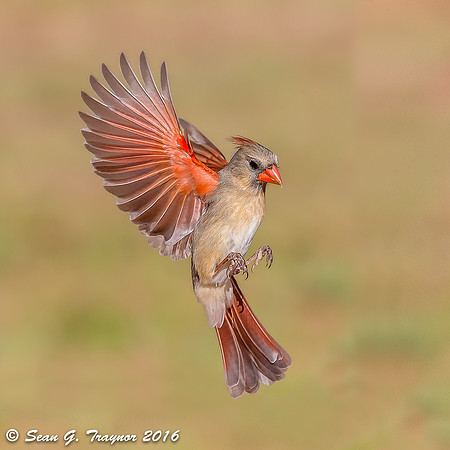 Cardinals in Flight