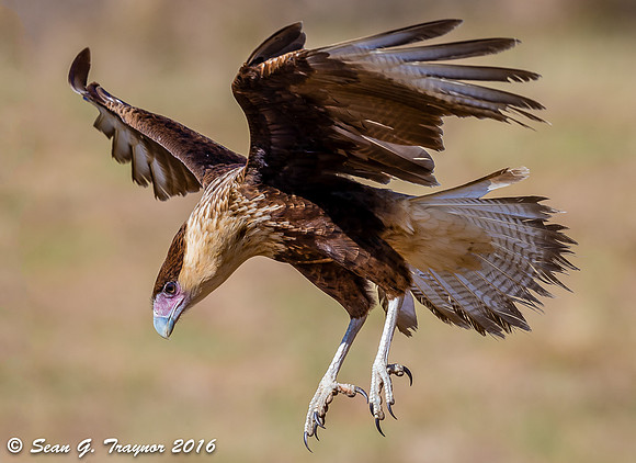 Crested Caracara