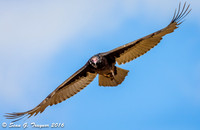Turkey Vulture in flight