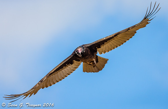 Turkey Vulture in flight