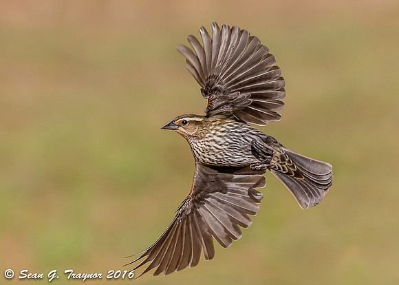 Red-winged Blackbird in Flight