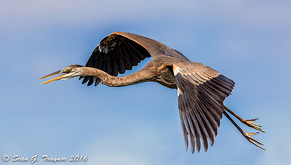 Great Blue Heron in Flight