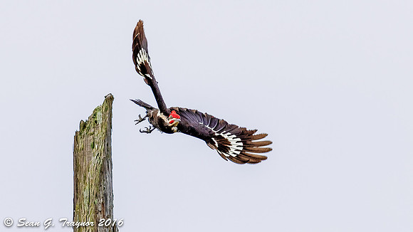Pileated Woodpecker