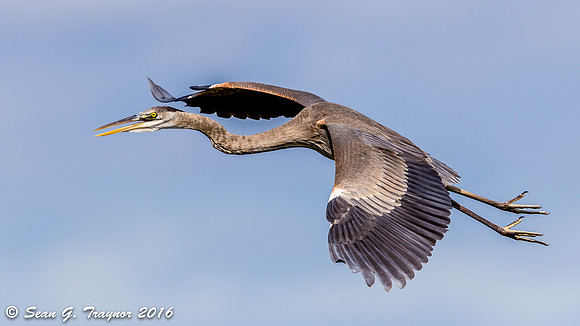 Great Blue Heron in Flight