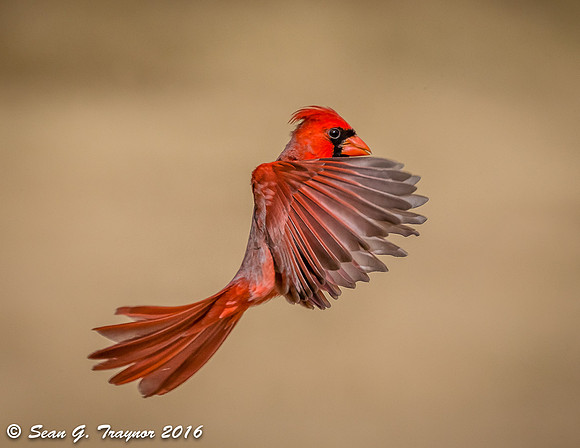 Cardinals in Flight