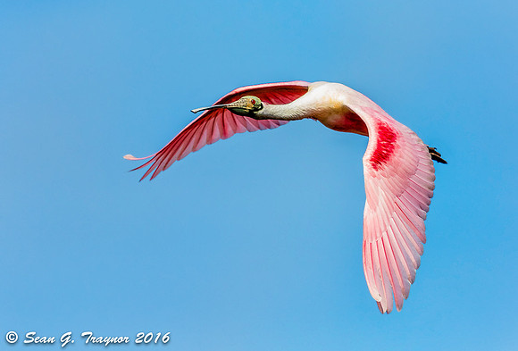 Roseate Spoonbill in Flight