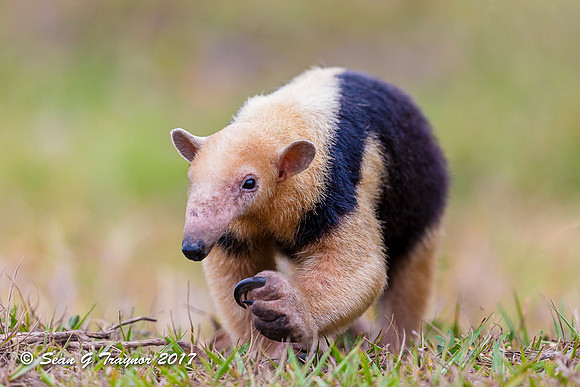 Tamandua, Pantanal, Brazil