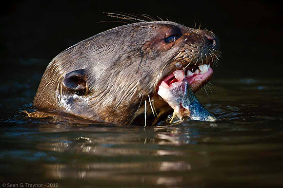 Giant River Otter