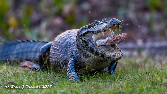 Caiman, Pantanal, Brazil