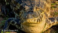 Caiman, Pantanal, Brazil